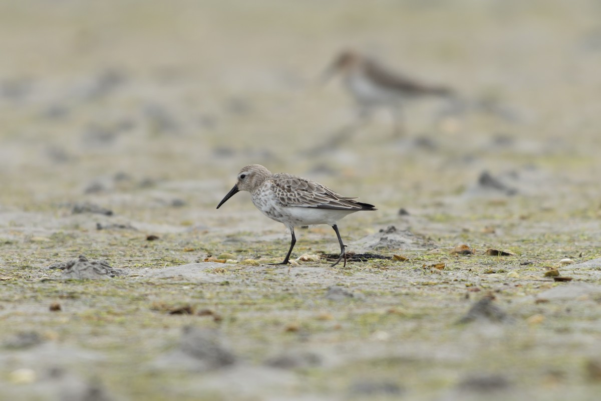 Txirri arrunta - ML644468849