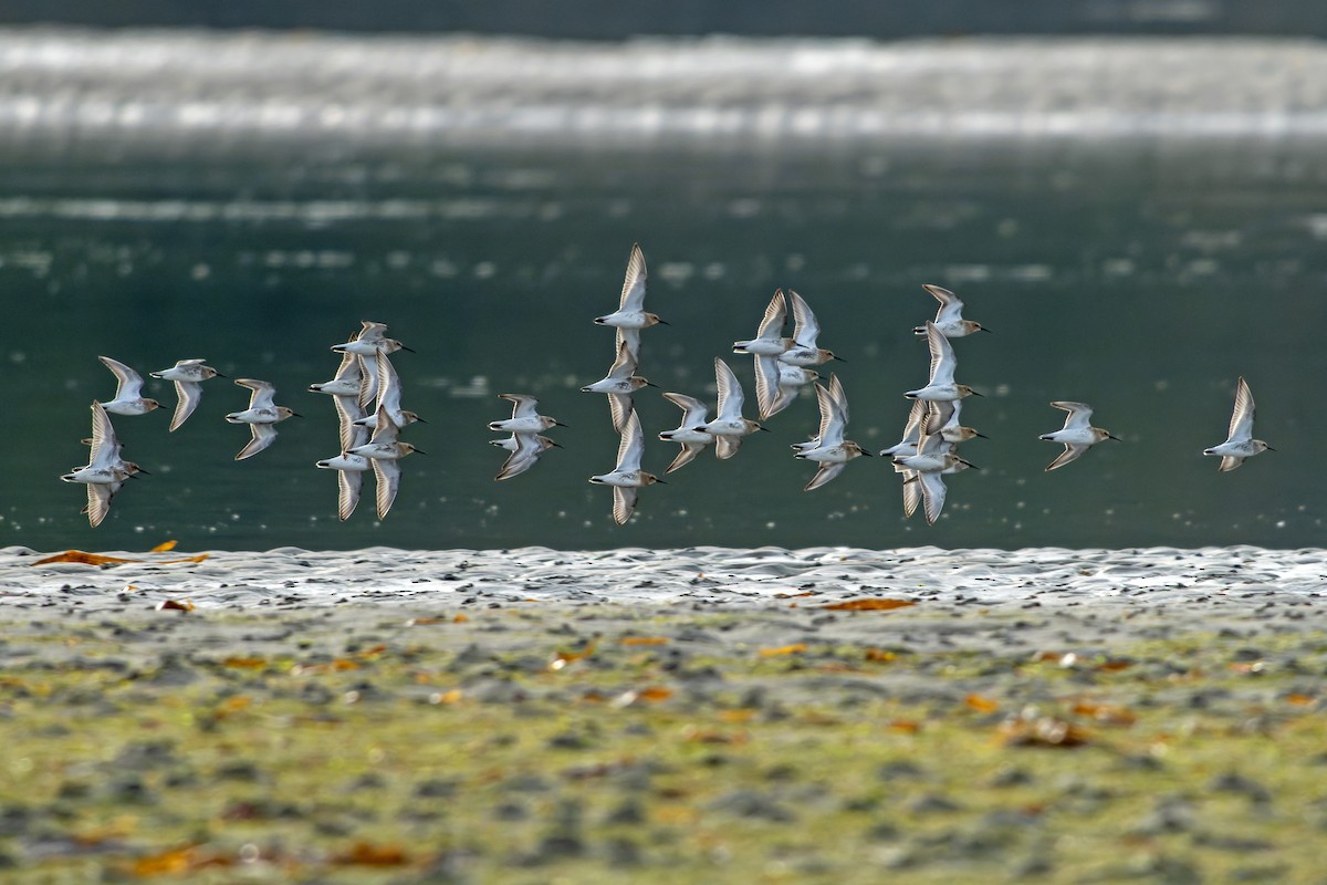 Txirri arrunta - ML644468850