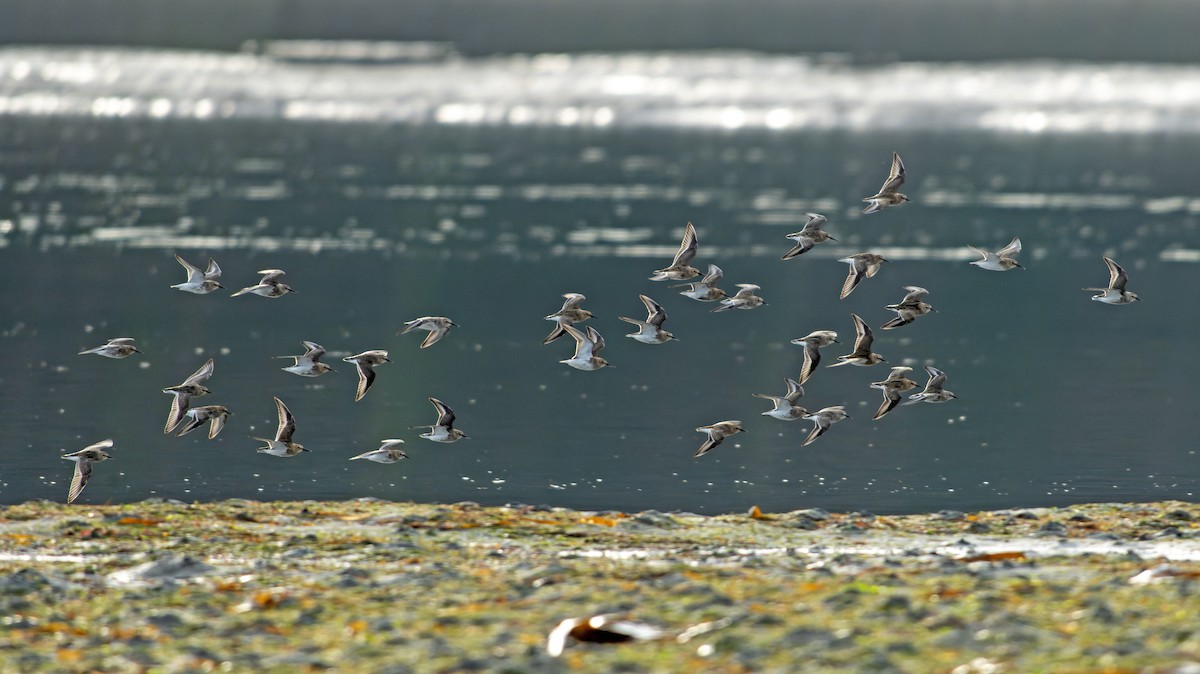 Txirri arrunta - ML644468852