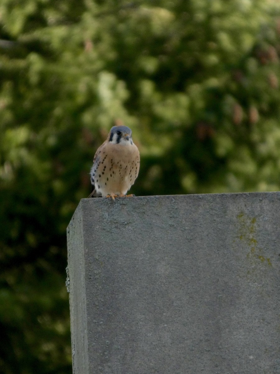 בז אמריקני - ML644468858