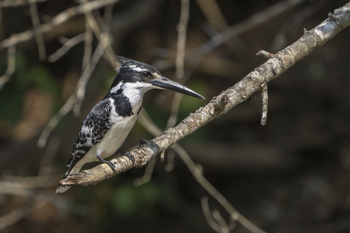 Martin-pêcheur pie - ML644468859