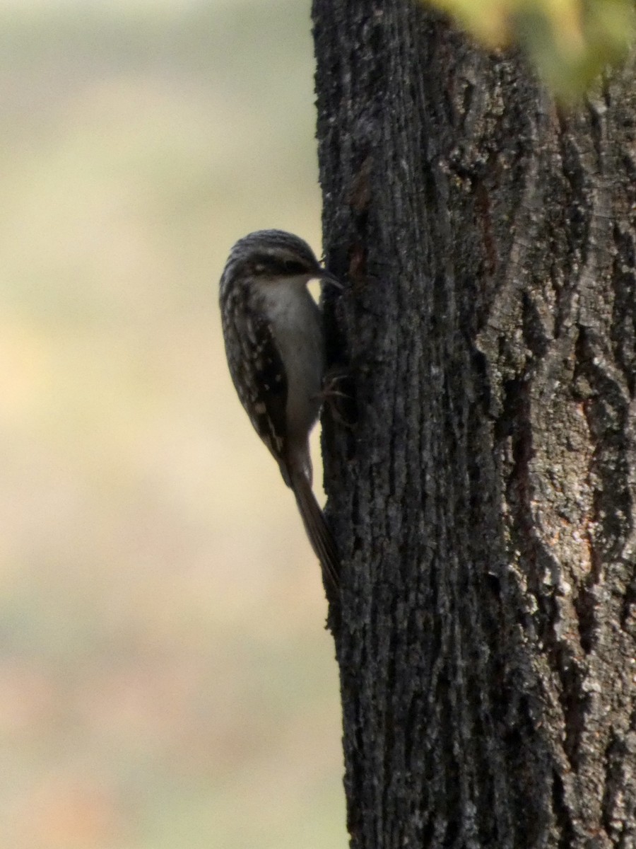 Brown Creeper - ML644468861