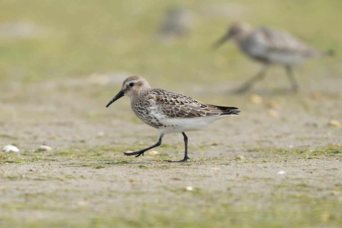 Txirri arrunta - ML644468862