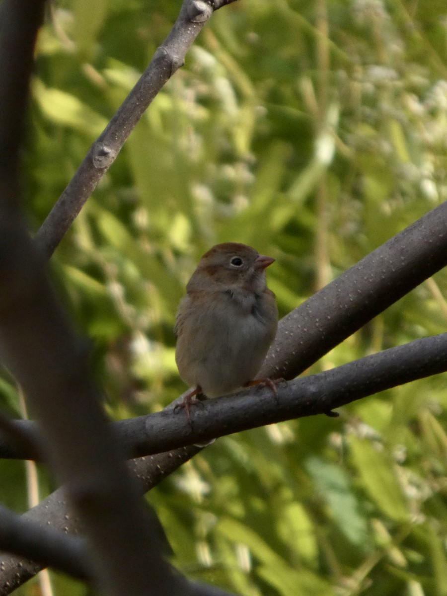 Field Sparrow - ML644468868