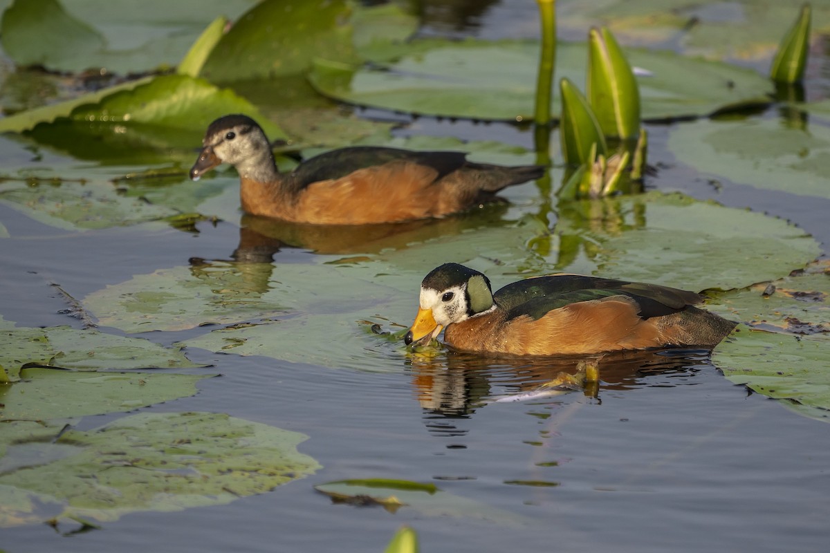 African Pygmy-Goose - ML644468871