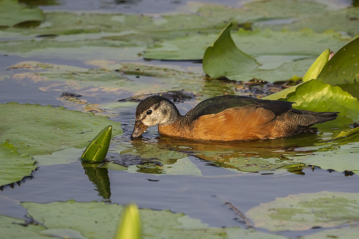 African Pygmy-Goose - ML644468872