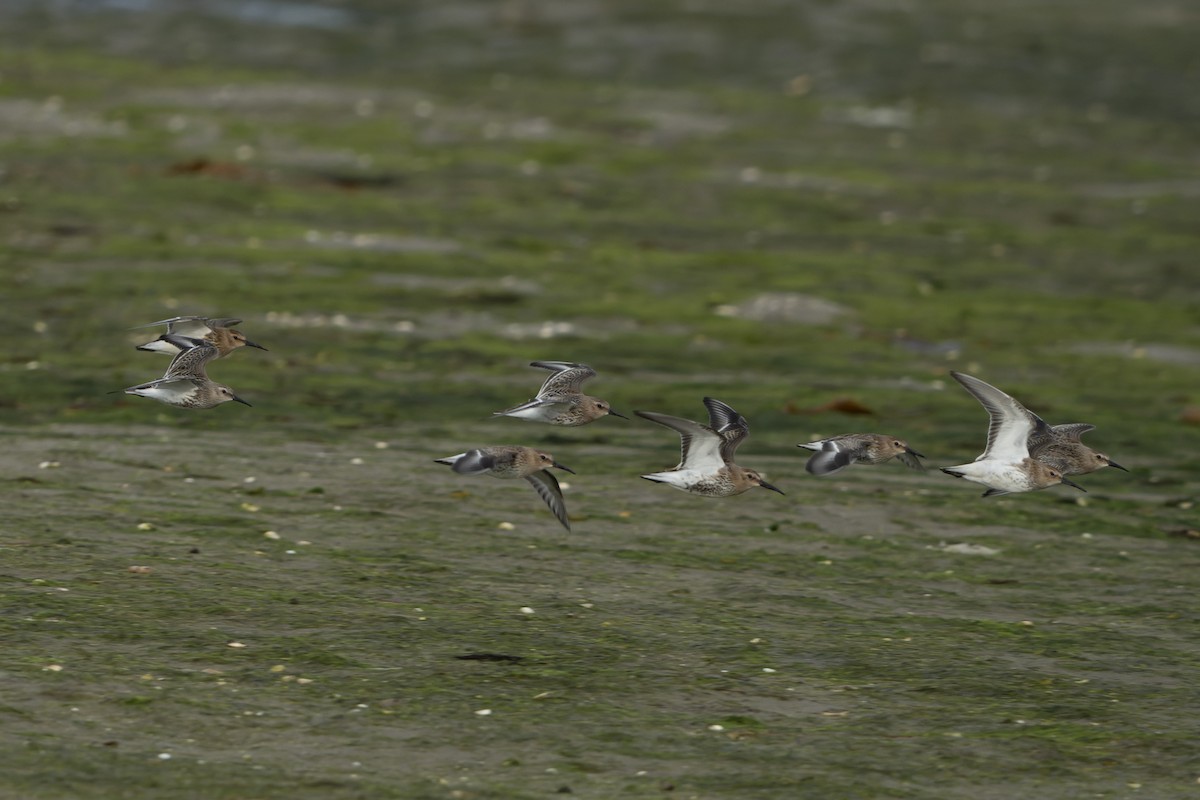 Чернозобик - ML644468877