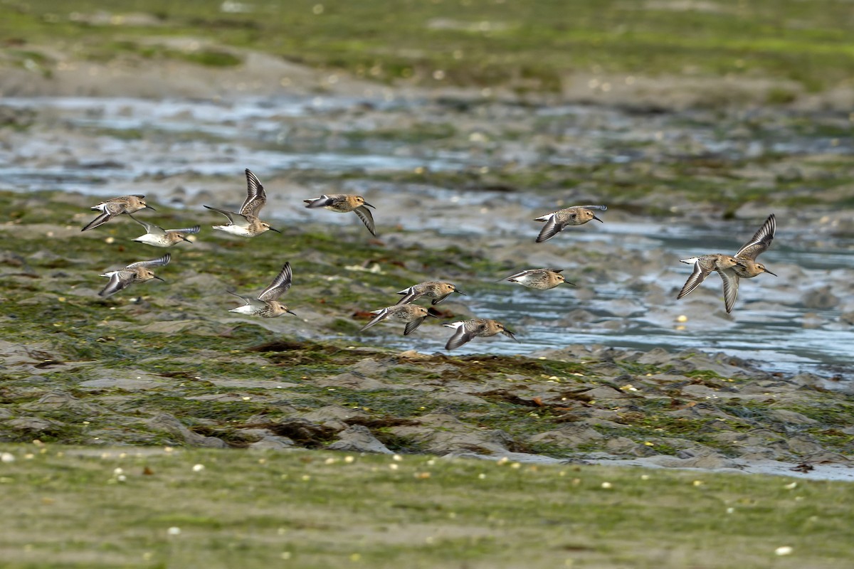 Txirri arrunta - ML644468878