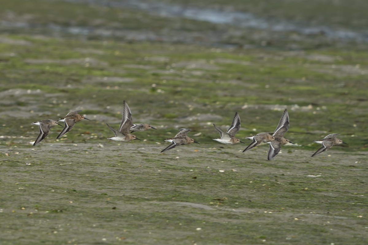 Txirri arrunta - ML644468879