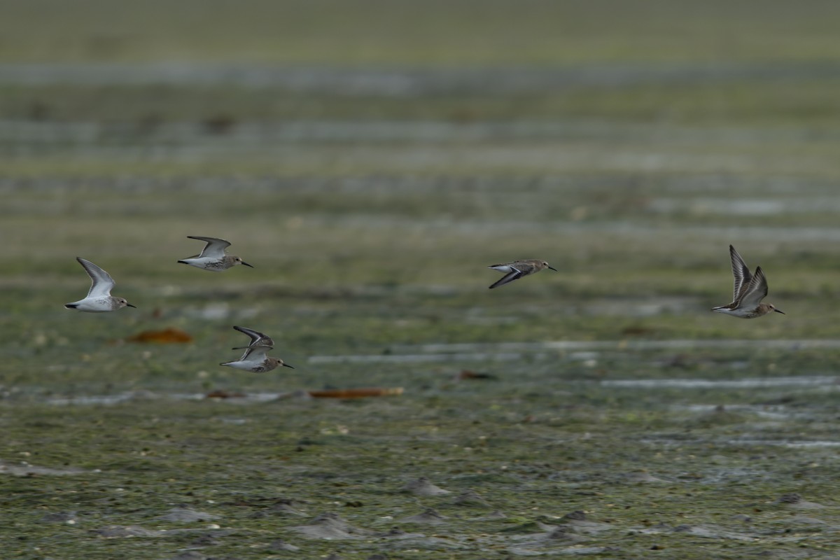 Чернозобик - ML644468880