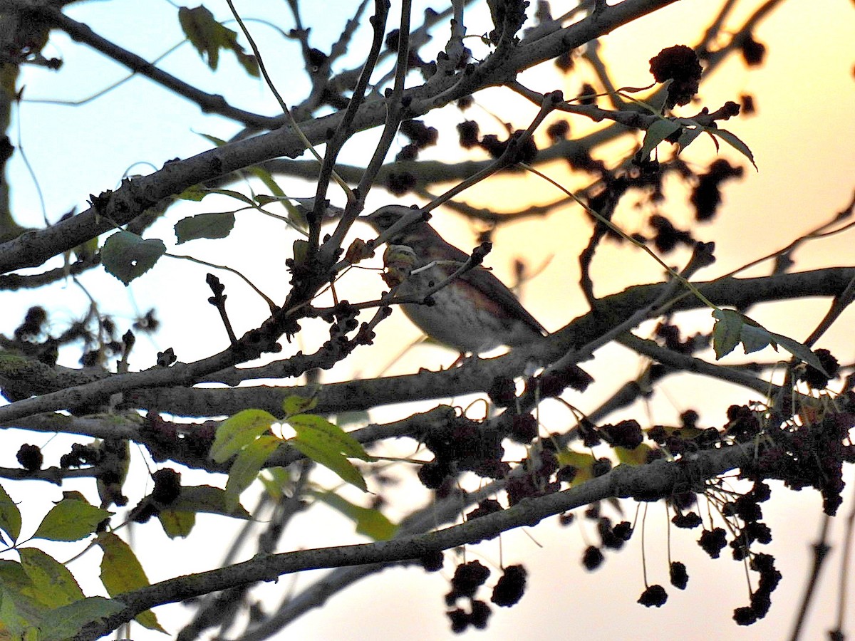 Redwing - ML644468881