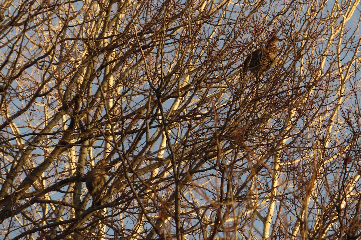 jeřábek kanadský - ML644468882