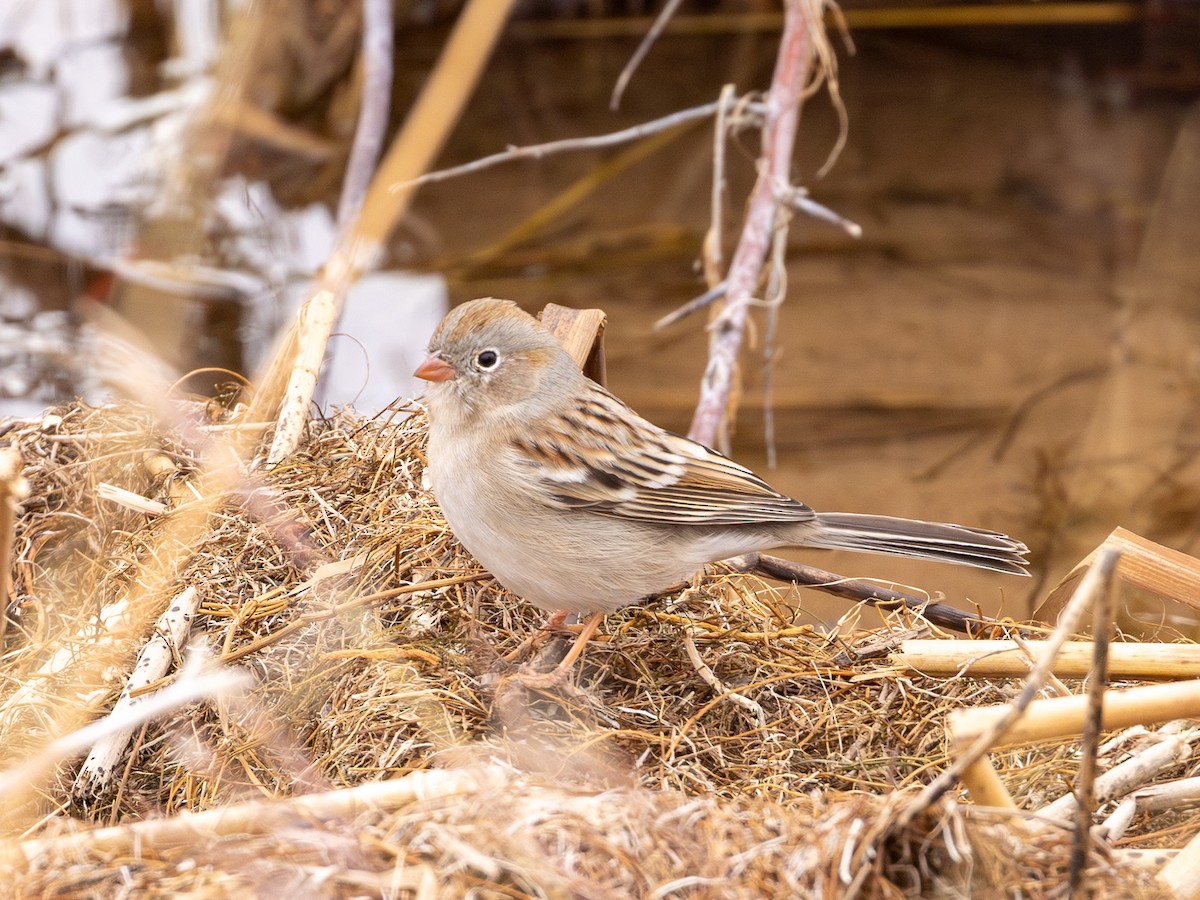 Field Sparrow - ML644468883