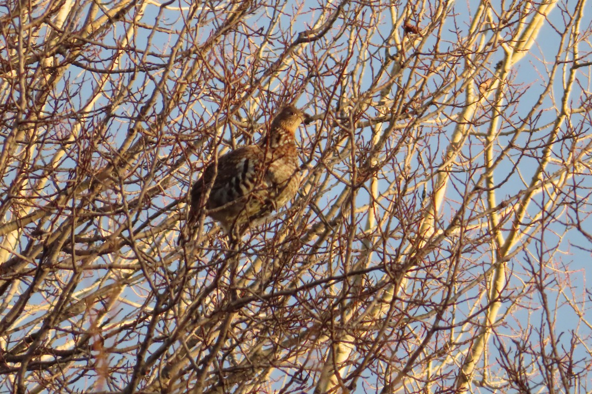 jeřábek kanadský - ML644468884