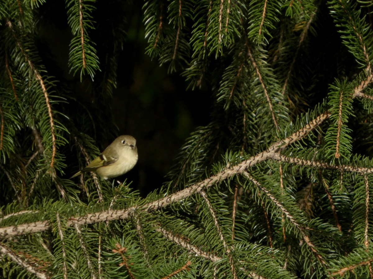 מלכילון אמריקני - ML644468888