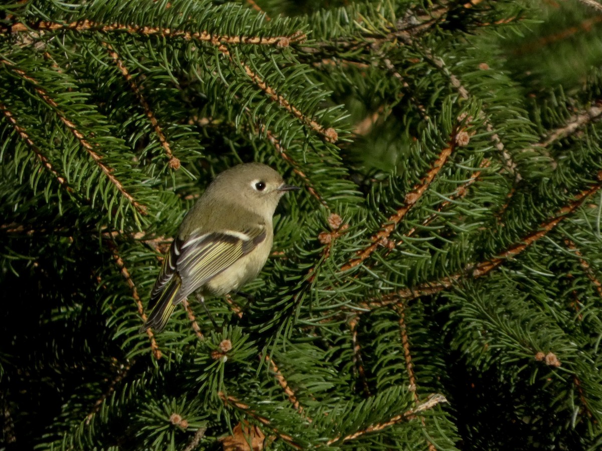 מלכילון אמריקני - ML644468889