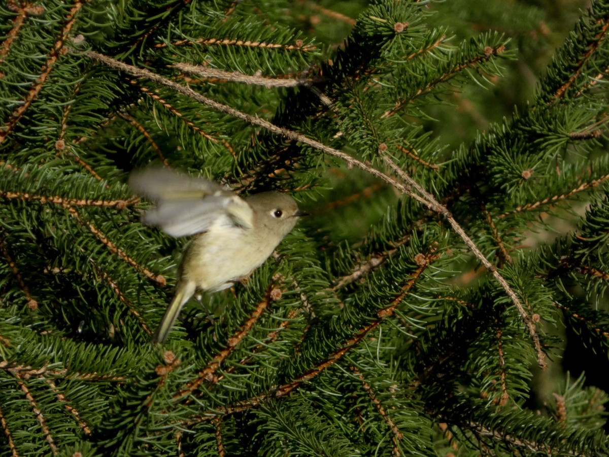מלכילון אמריקני - ML644468890