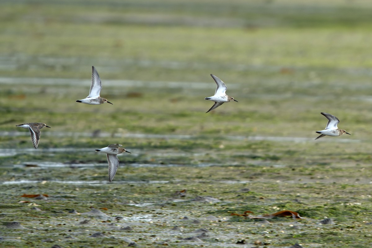 Чернозобик - ML644468894