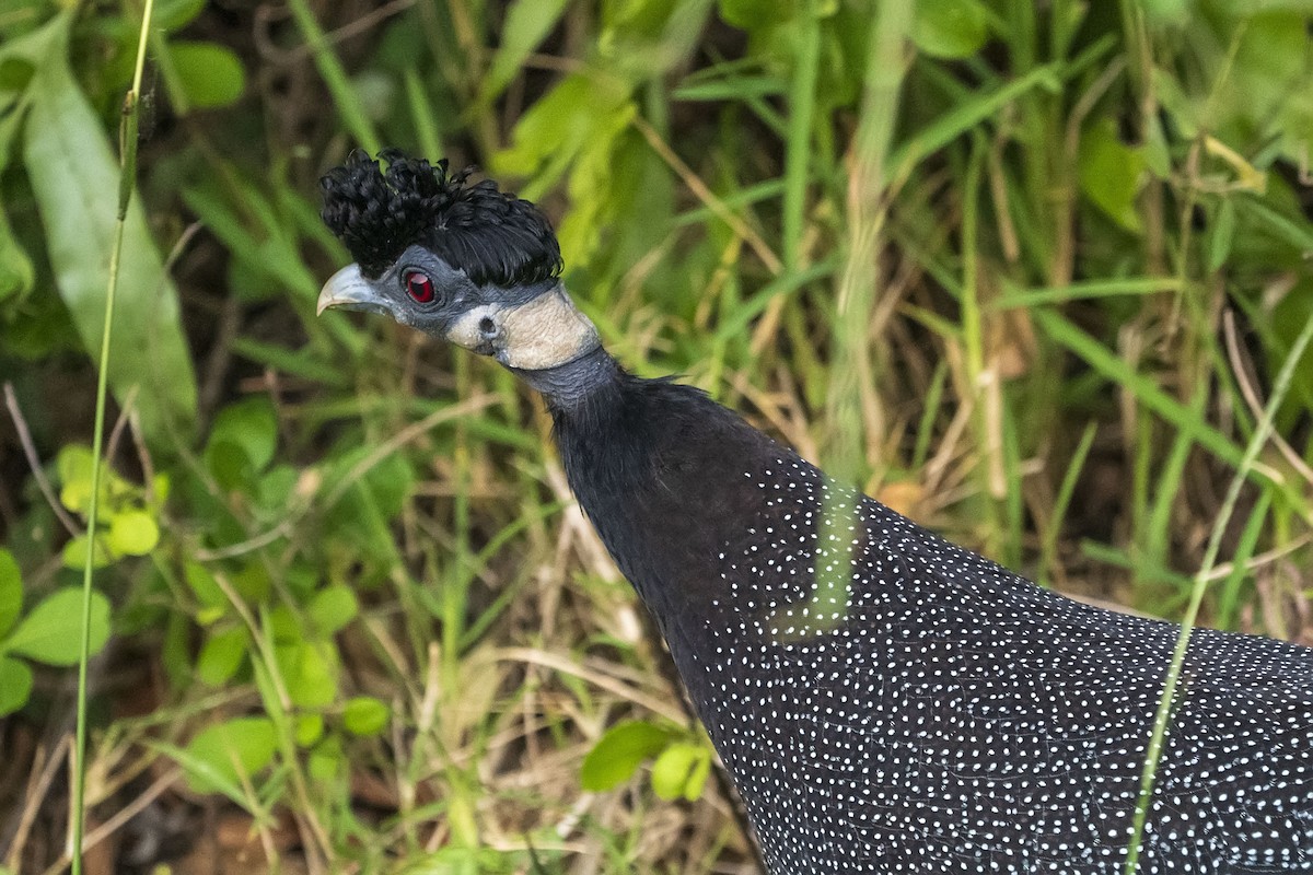 Southern Crested Guineafowl - ML644468898