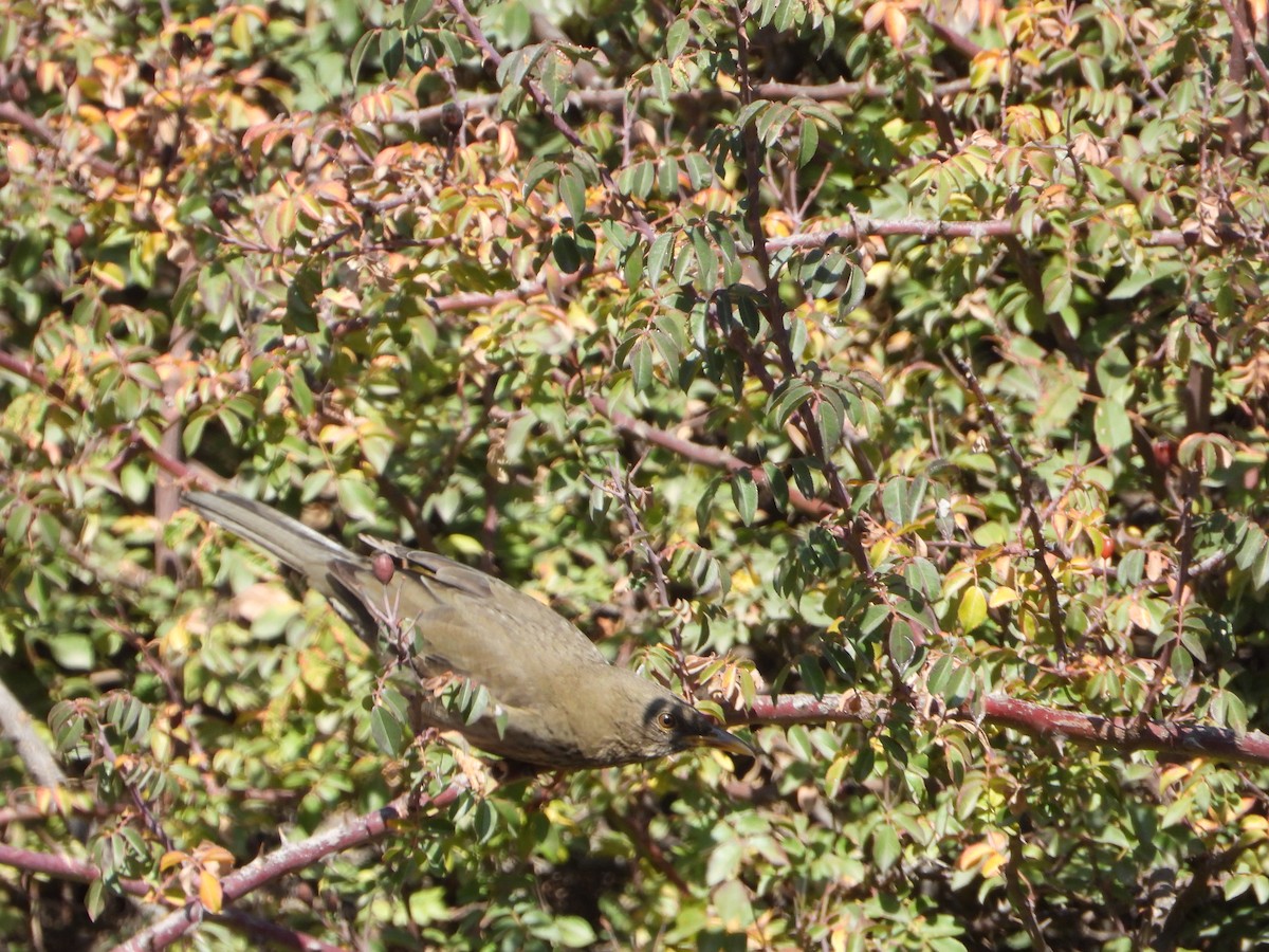 Yemen Thrush - ML644468911
