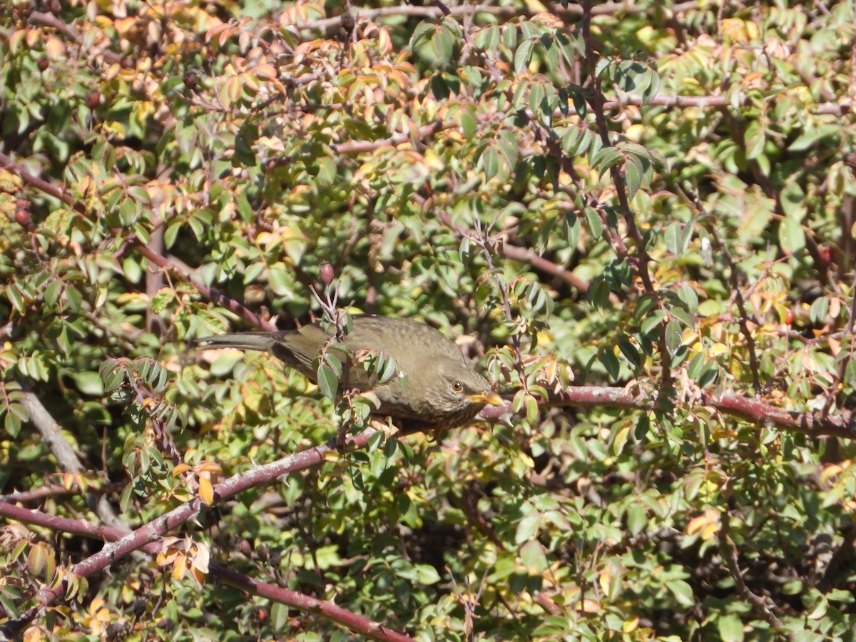 Yemen Thrush - ML644468912