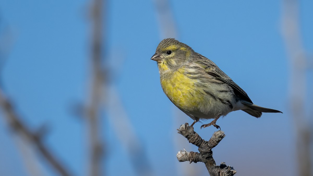בזבוז אירופי - ML644468913