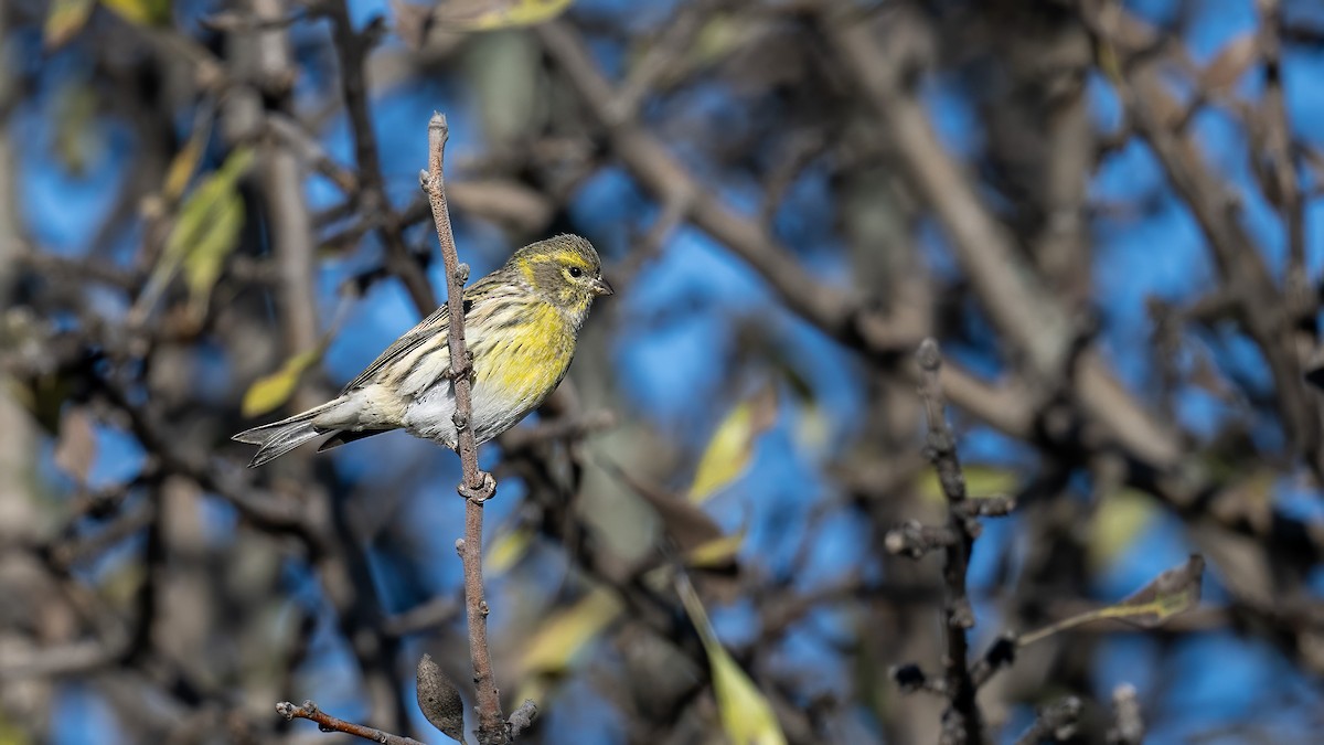 בזבוז אירופי - ML644468914