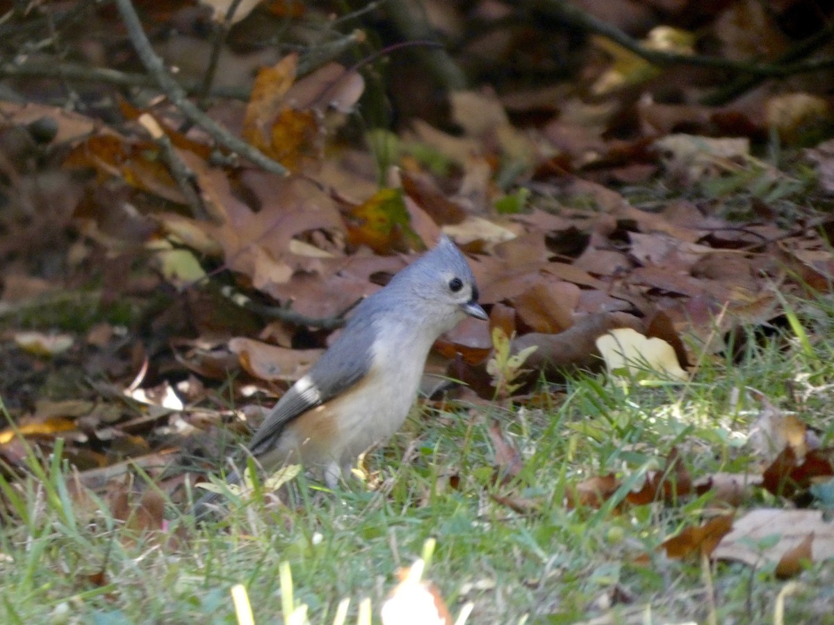 Tufted Titmouse - ML644468922