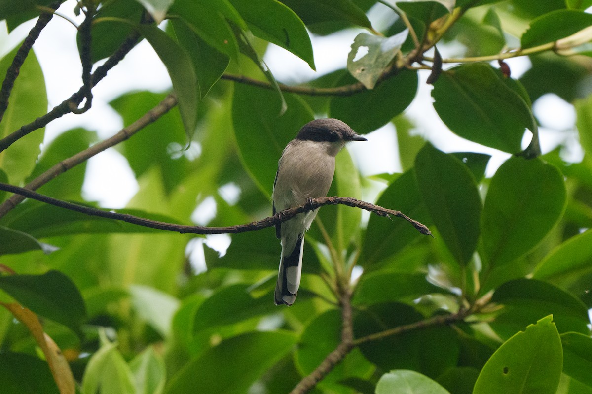 Bar-winged Flycatcher-shrike - ML644468925