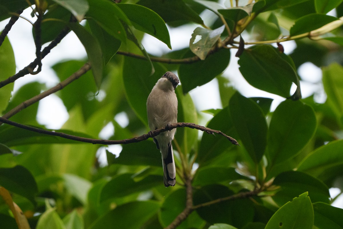 Bar-winged Flycatcher-shrike - ML644468926
