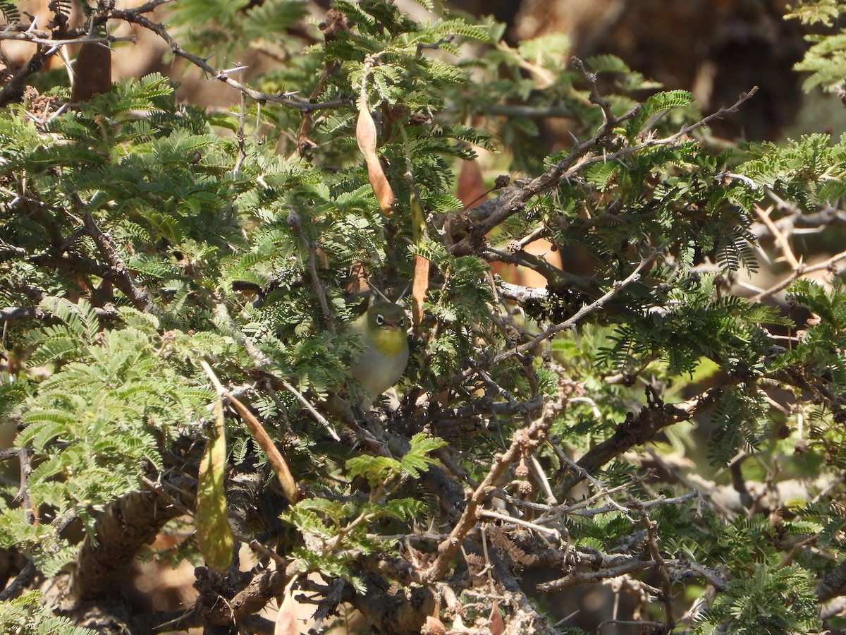 sitronbrillefugl - ML644468927