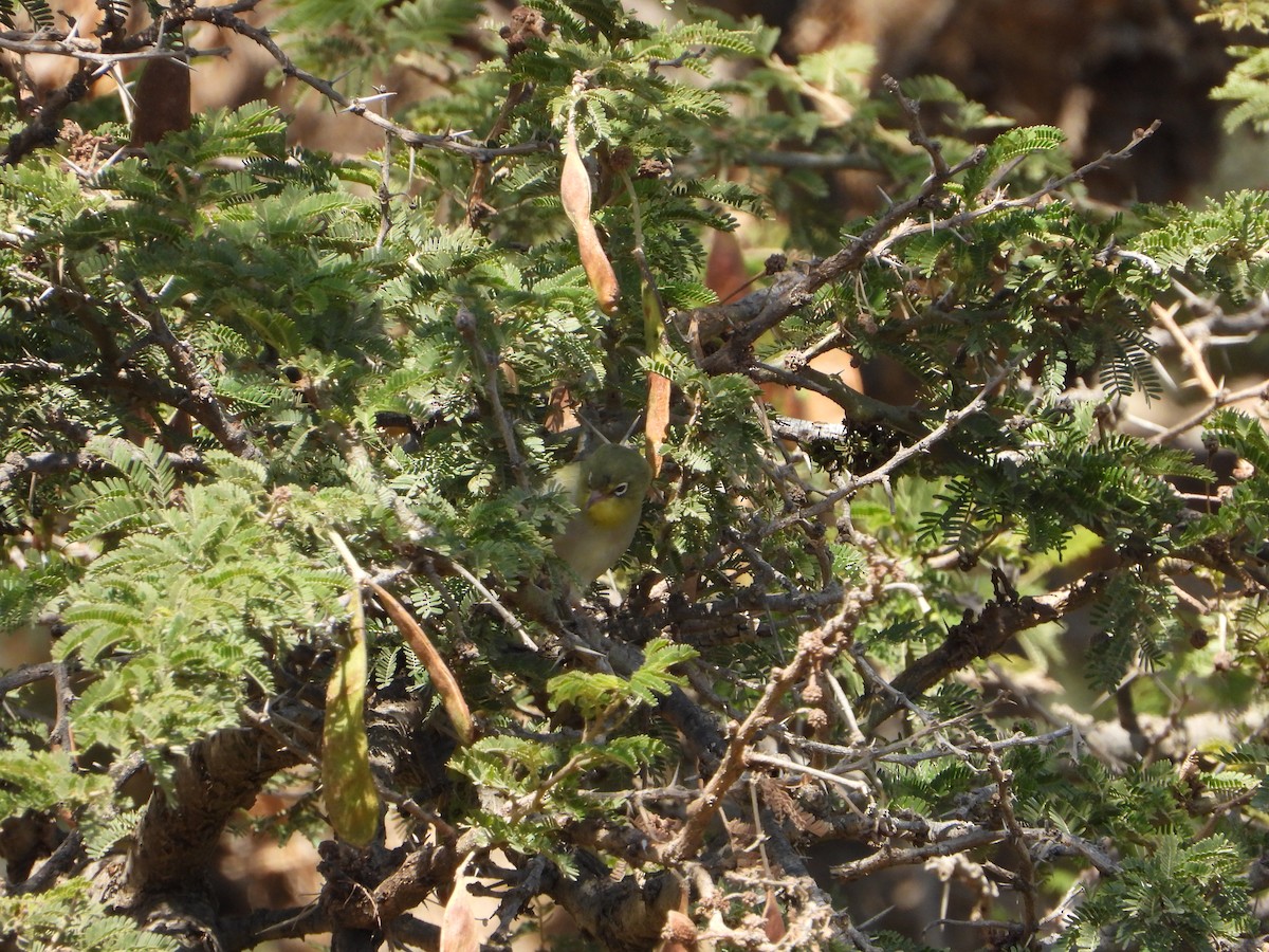 sitronbrillefugl - ML644468928