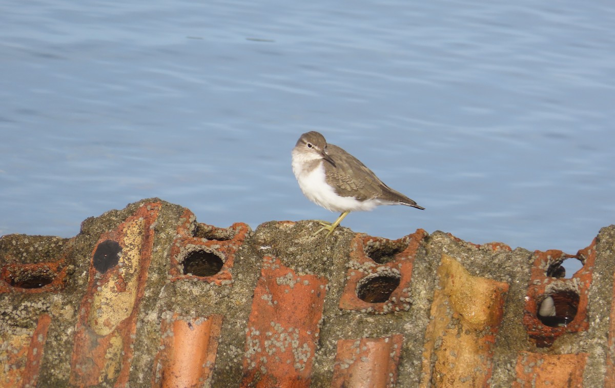 Хайргын хөгчүү - ML644468940