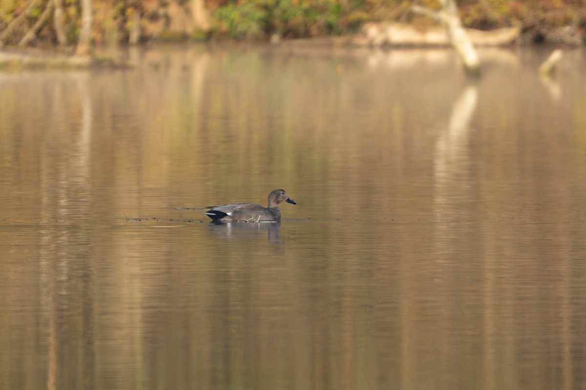 Нерозень - ML644468943