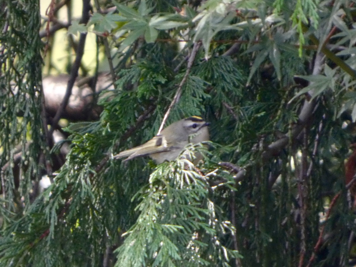 Golden-crowned Kinglet - ML644468948