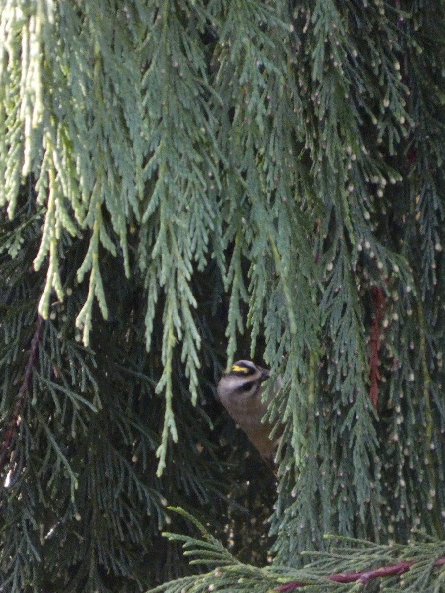 Golden-crowned Kinglet - ML644468950