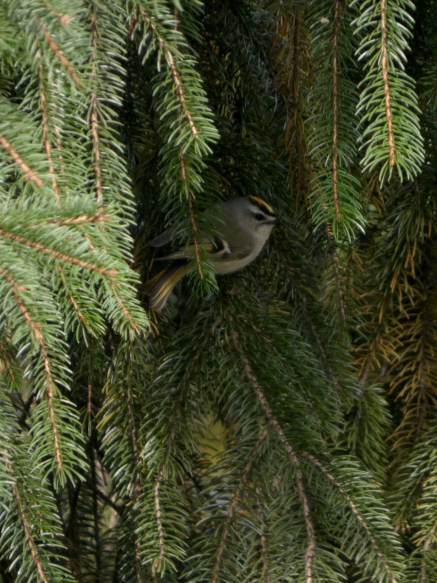 Golden-crowned Kinglet - ML644468951