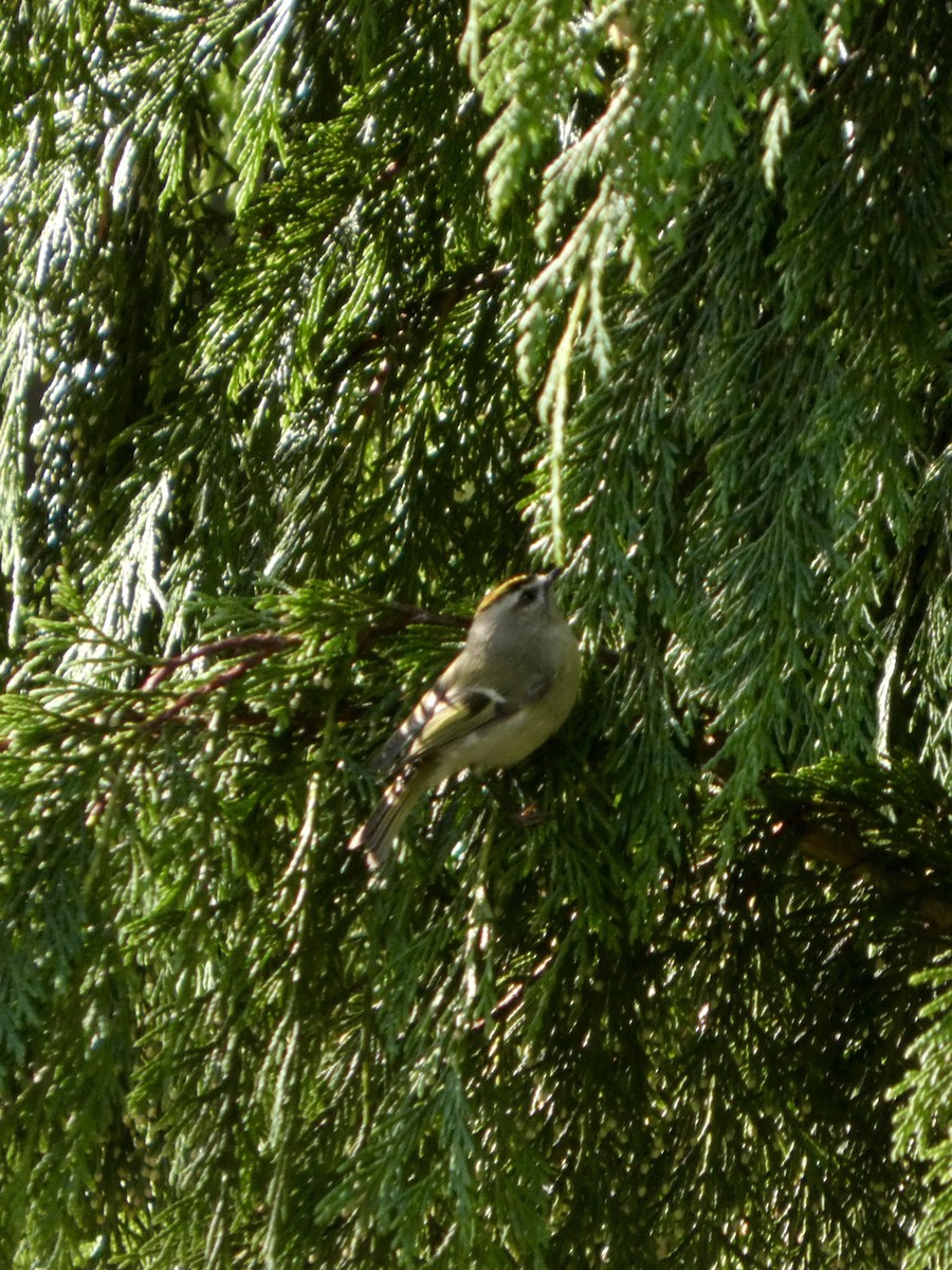 Golden-crowned Kinglet - ML644468952