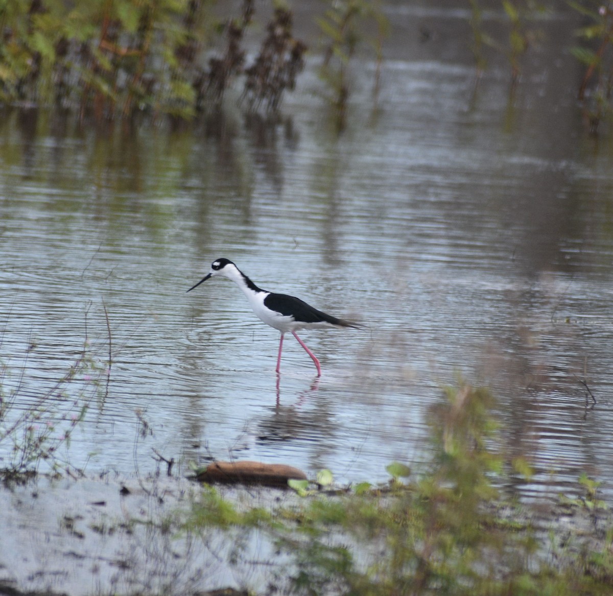 Black-necked Stilt - ML644468955