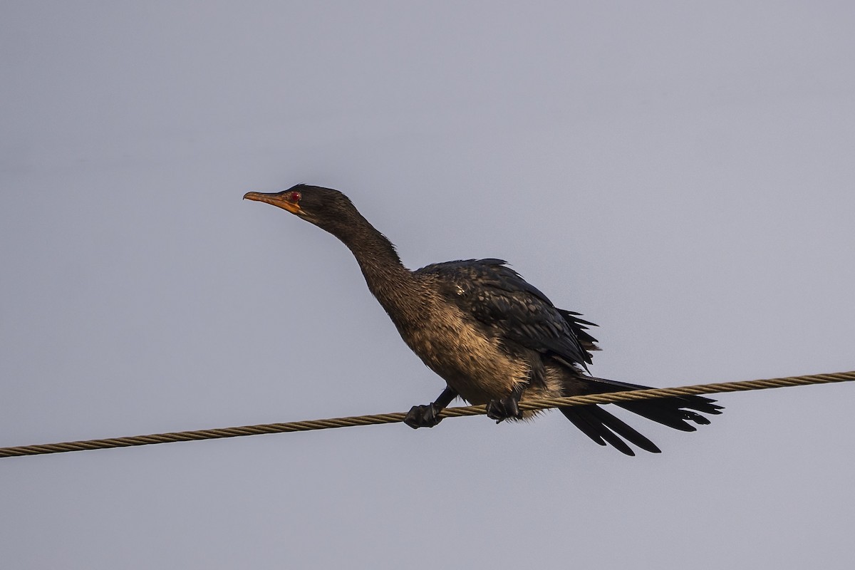 アフリカコビトウ - ML644468957