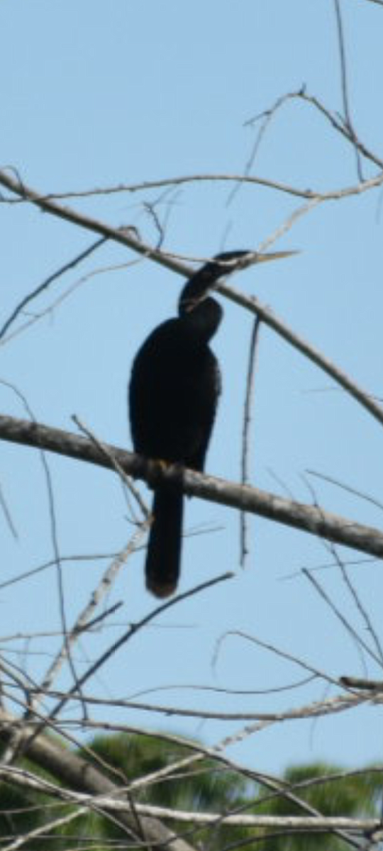 Anhinga - ML644468974