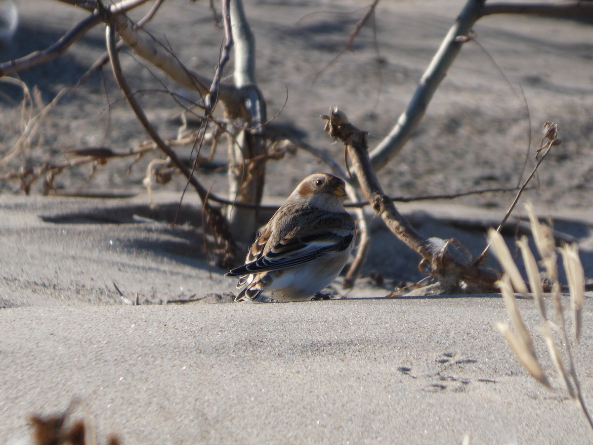 Plectrophane des neiges - ML644468981