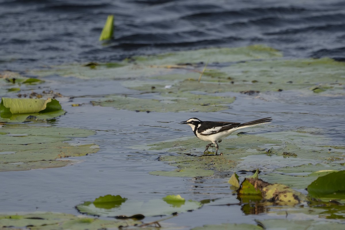 African Pied Wagtail - ML644468989