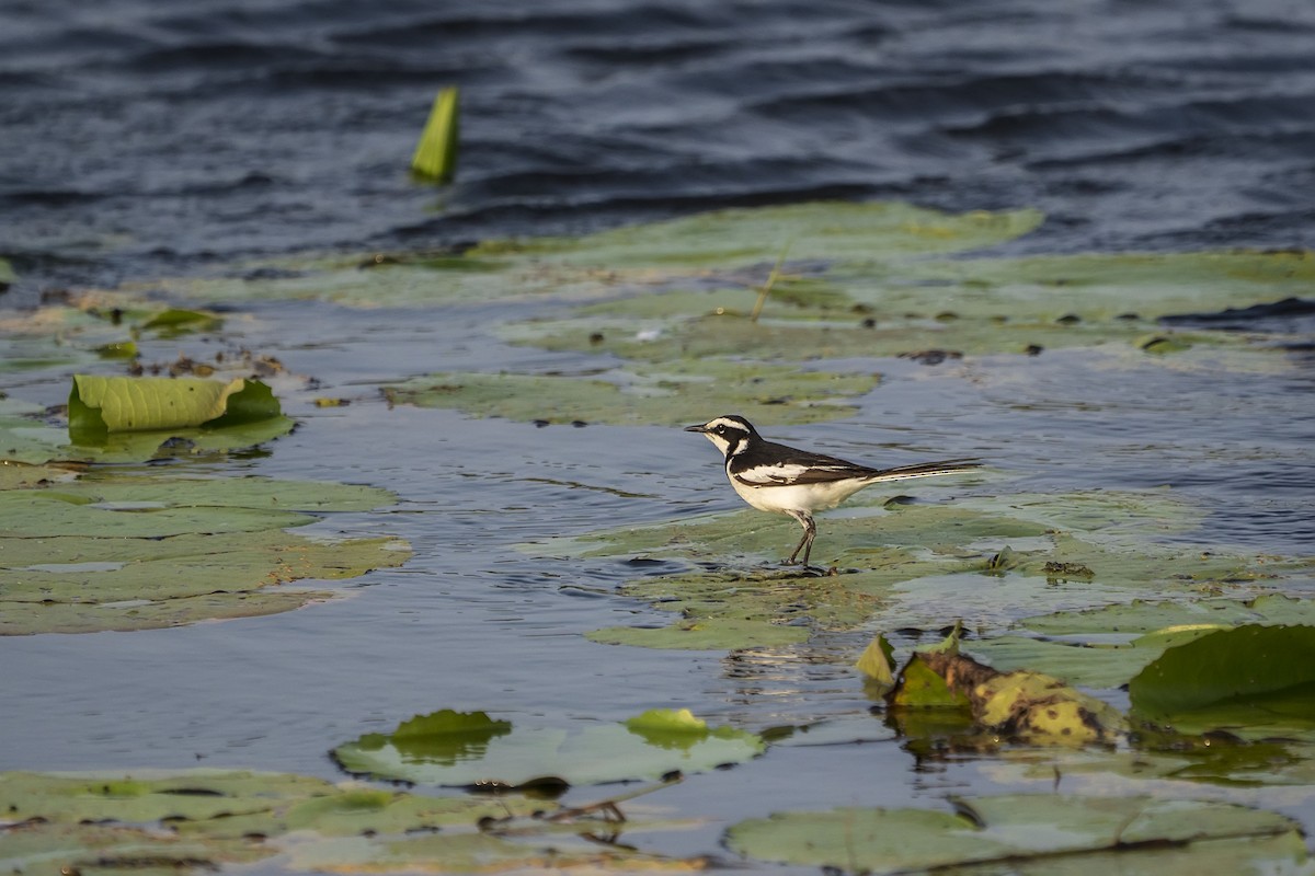 African Pied Wagtail - ML644468990