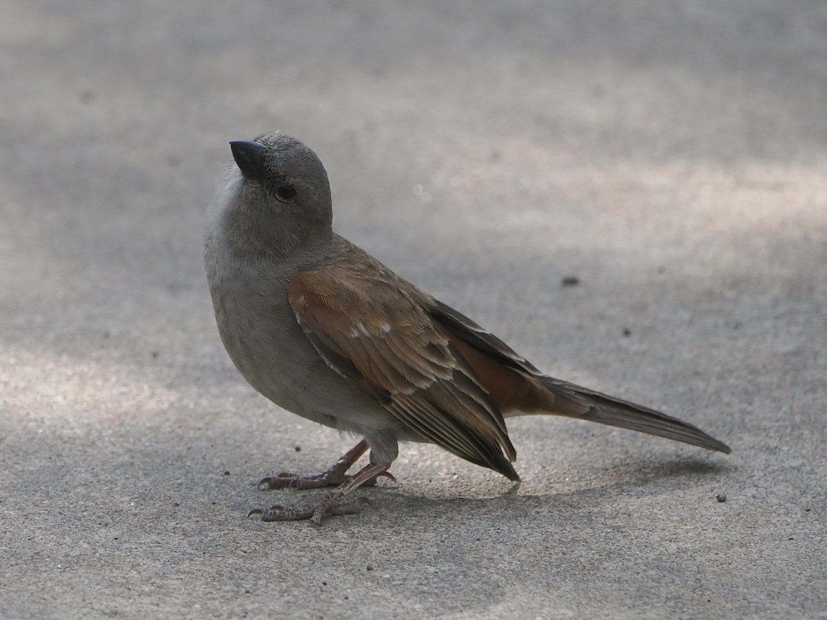 Горобець блідий - ML644468991