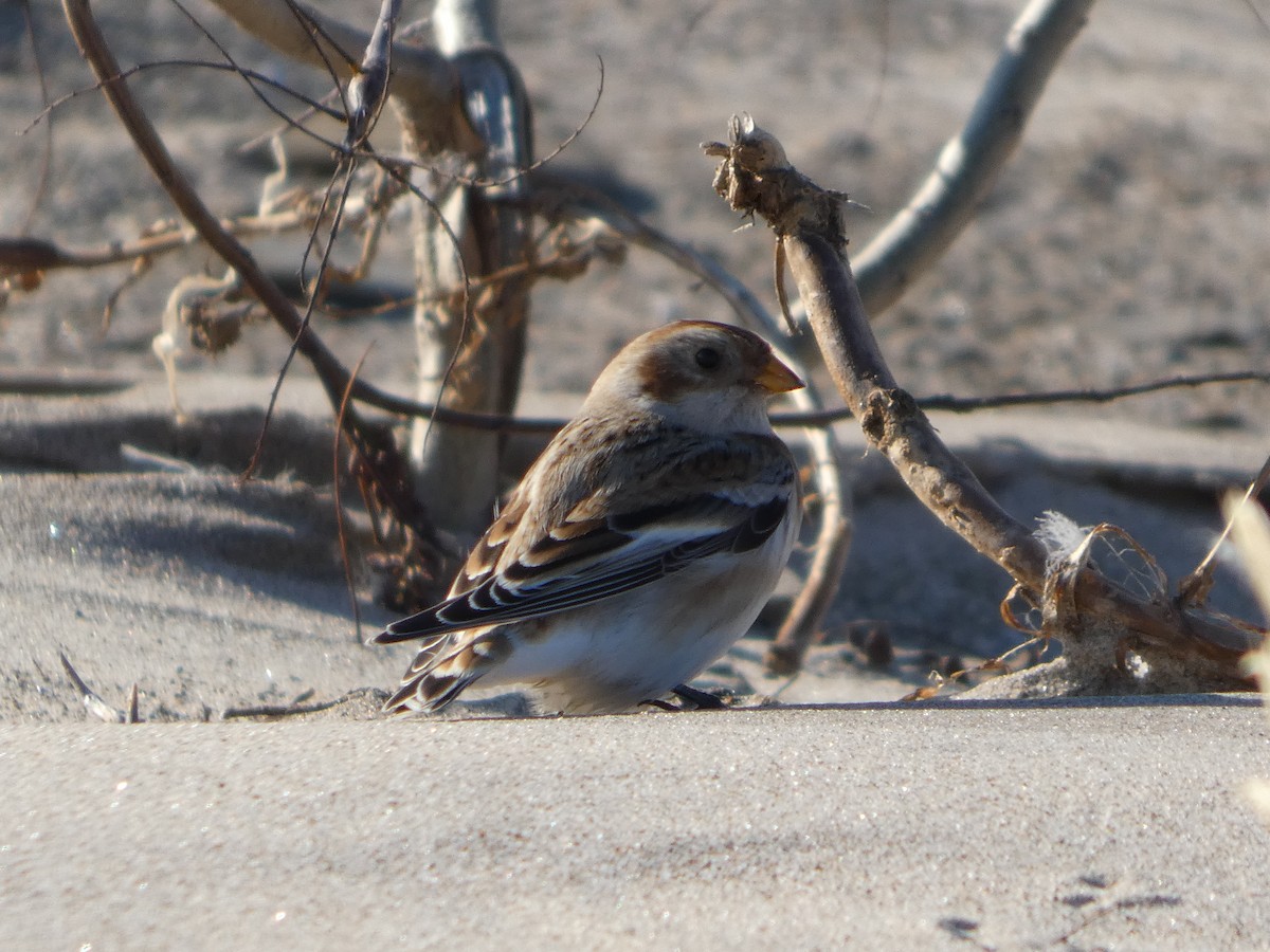 Plectrophane des neiges - ML644468993