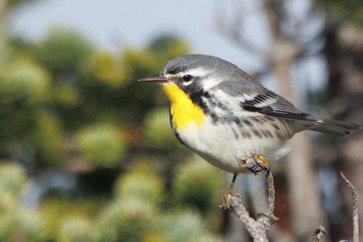 Yellow-throated Warbler - ML644468994