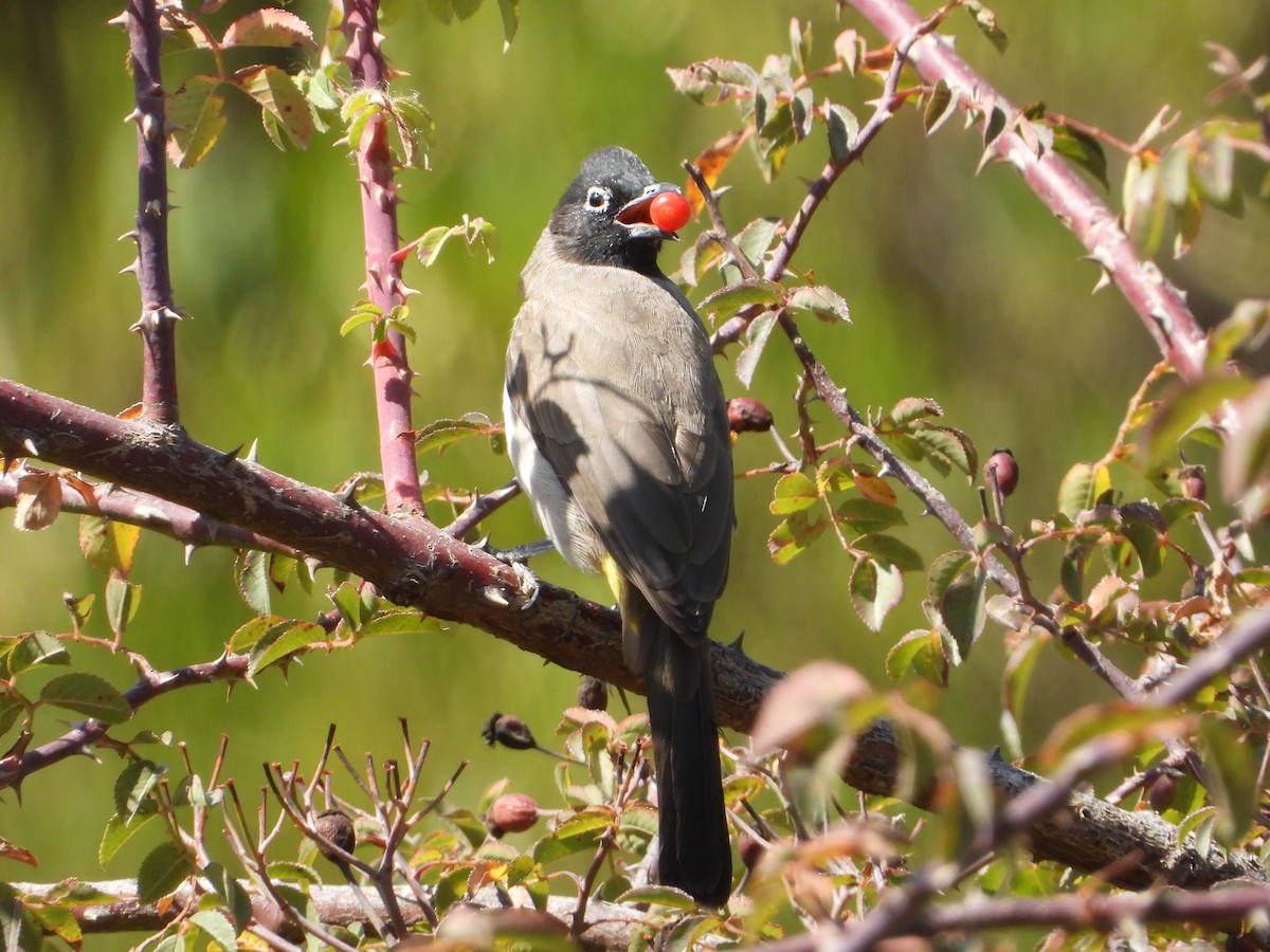 Gelbsteißbülbül - ML644468995