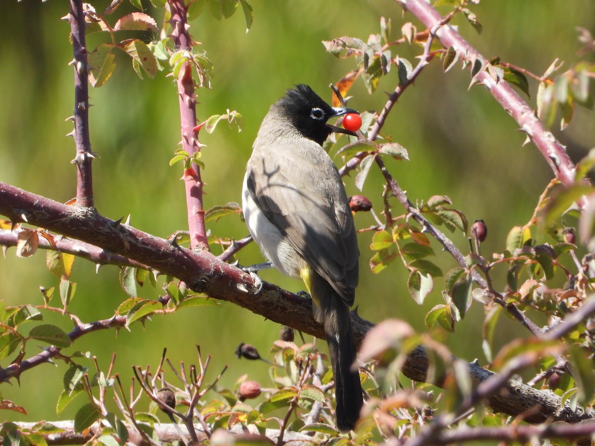 Gelbsteißbülbül - ML644468996