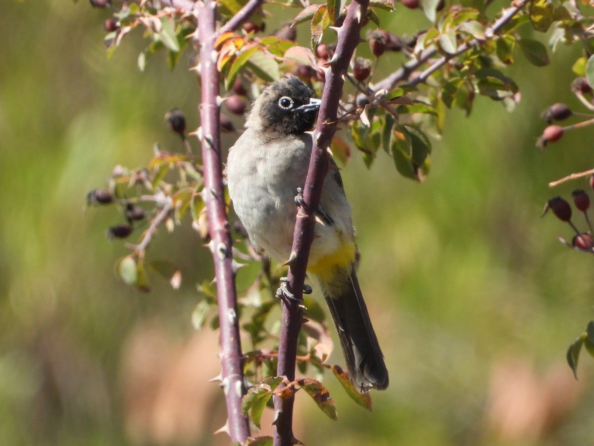 Gelbsteißbülbül - ML644468997